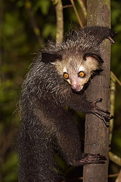 Aye-aye (Daubentonia madagascariensis) in the forest at night, Pangalanes Canal, Ampitabe Lake, Atsinanana Region, Madagascar