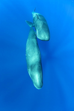 Couple of sperm whale, (Physeter macrocephalus), Vulnerable (IUCN), The sperm whale is the largest of the toothed whales. Sperm whales are known to dive as deep as 1,000 meters in search of squid to eat. Image has been shot in Dominica, Caribbean Sea, Atlantic Ocean. Photo taken under permit n°RP 16-02/32 FIS-5.