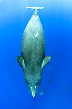 Sleeping sperm whale, (Physeter macrocephalus), Vulnerable (IUCN), The sperm whale is the largest of the toothed whales. Sperm whales are known to dive as deep as 1,000 meters in search of squid to eat. Image has been shot in Dominica, Caribbean Sea, Atlantic Ocean. Photo taken under permit n°RP 16-02/32 FIS-5.