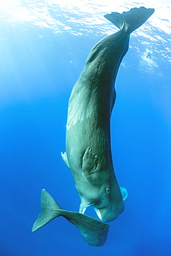 Sub-adult sperm whale try to move away a calf to to mate with a female, (Physeter macrocephalus), Vulnerable (IUCN), The sperm whale is the largest of the toothed whales. Sperm whales are known to dive as deep as 1,000 meters in search of squid to eat. Image has been shot in Dominica, Caribbean Sea, Atlantic Ocean. Photo taken under permit n°RP 16-02/32 FIS-5.