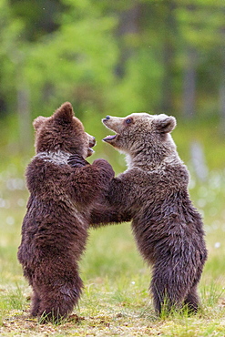 Bear cubs (Ursus arctos) playing, in a bog and coton grass, near a forest of Suomussalmi, Finland