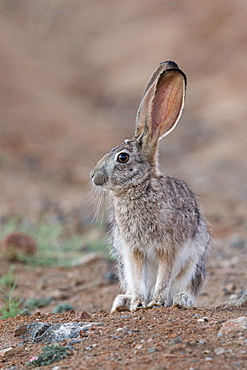 Scrub hare (Lepus saxatilis), Private reserve, South Africa
