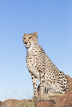 Cheetah (Acinonyx jubatus), on rock, Private reserve, South Africa