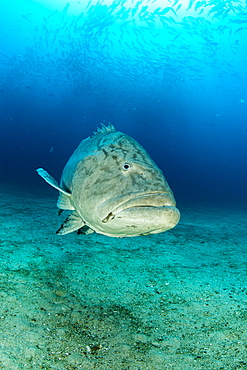 Big Gulf grouper (Mycteroperca jordani), Cabo Pulmo Marine National Park, Baja California Sur, Mexico