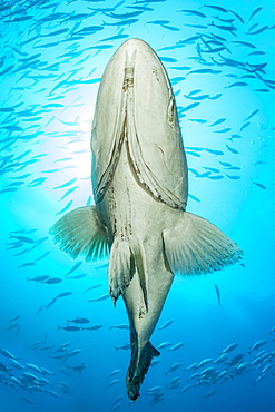 Big Gulf grouper (Mycteroperca jordani), seen from below, Cabo Pulmo Marine National Park, Baja California Sur, Mexico