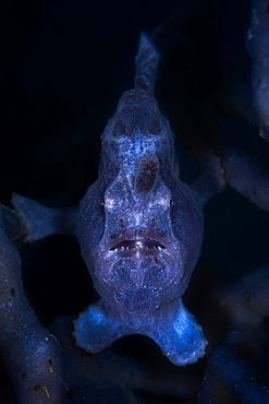 Commerson's frogfish (Antennarius commerson) on the lookout in a sponges. Mayotte