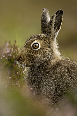 Mountain Hare (Lepus timidus). A Mountain Hare in the Cairngorms National Park, UK