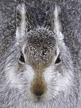 Mountain Hare (Lepus timidus). A Mountain Hare in the Cairngorms National Park, UK