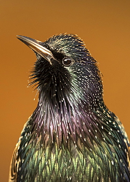 Starling (Sturnus vulagaris) displaying, England