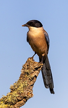 Azure-winged magpie (Cyanopica cyanus) perched in a tree, Spain