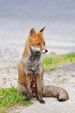 Red fox (Vulpes vulpes) Suckling female in a street in town, Plérin, Côtes d'Armor, Brittany, France