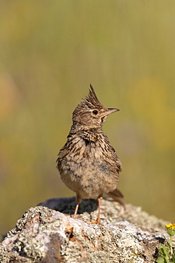 Crested lark (Galerida cristata) reflection in wateron stone, Spain