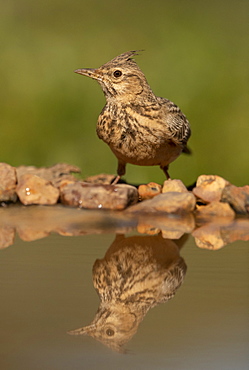 Crested lark (Galerida cristata) reflection in water, Spain