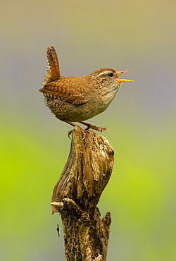 wren (Troglodytes troglodytes) displaying amongst bluebell (Hyacinthoides non-scripta, England