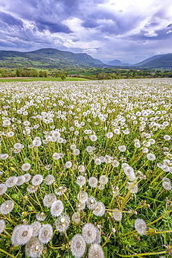 Dandelions (Taraxacum officinale) in full fructification in a meadow under a stormy sky, Seyssel, Haute-Savoie, France