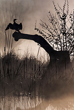 Great Cormorant (Phalacrocorax carbo) on a tree at dawn in the mist in the spring, Pond Zone Plan de La Garde, Var, France