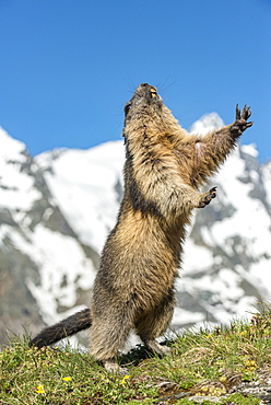 Alpine marmot ( Marmota marmota), standing in front of a mountain, National Park Hohe Tauern, Austria