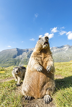 Alpine marmot ( Marmota marmota), standing, Wideangle, National Park Hohe Tauern, Austria