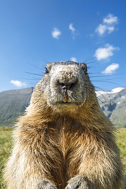 Alpine marmot ( Marmota marmota), curious and close-up, Wideangle, National Park Hohe Tauern, Austria