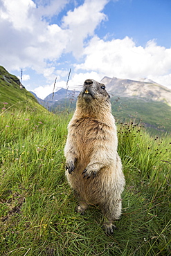 Alpine marmot ( Marmota marmota), curious, National Park Hohe Tauern, Austria