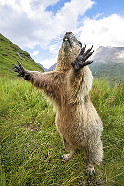 Alpine marmot ( Marmota marmota), curious, National Park Hohe Tauern, Austria