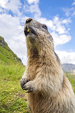 Alpine marmot ( Marmota marmota), curious, National Park Hohe Tauern, Austria