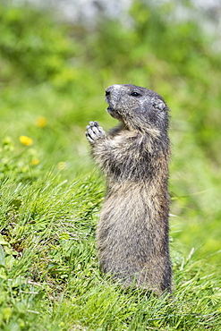 Alpine marmot ( Marmota marmota), National Park Hohe Tauern, Austria