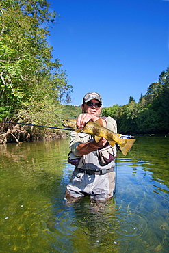 Fly fishing on the Loue river, Presentation of a wild trout (Salmo trutta fario), Franche-Comté, France