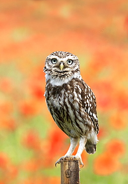 Little owl (Athena noctua) perched on a post amongst poppys, England