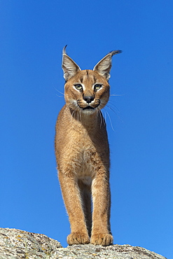 Caracal (Caracal caracal) , Occurs in Africa and Asia, Adult animal, Male, Walking on rock, Captive.