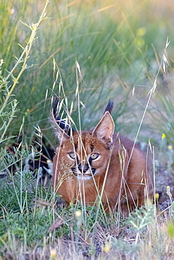 Caracal (Caracal caracal) , Occurs in Africa and Asia, Young animal 9 weeks old, lying in the grass, Captive.