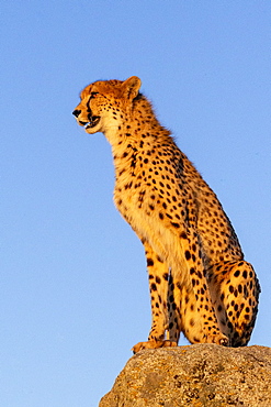 Cheetah (Acinonyx jubatus), occurs in Africa, one adult on rocks, captive