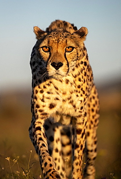 Cheetah (Acinonyx jubatus), occurs in Africa, walking in savanah, captive