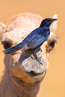 Tristram's Starling (Onychognathus tristramii), adult perched on a Dromedary Camel, Dhofar, Oman