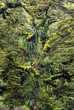 Moss covered tree, Te Urewera National Park, North Island, New Zealand