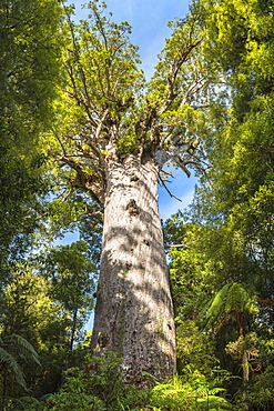 T?ne Mahuta, Giant Kauri tree in the Waipoua Forest, North Island, New Zealand