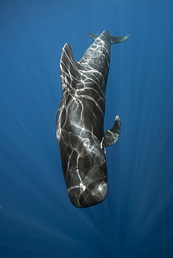 Short-finned pilot Whale (Globicephala macrorhynchus), Tenerife, Canary Islands, Spain, Atlantic Ocean