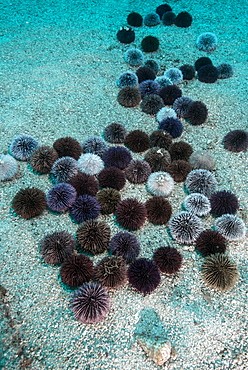 Violet Sea Urchin (Sphaerechinus granularis), Tenerife, Canary Islands, Spain, Atlantic Ocean