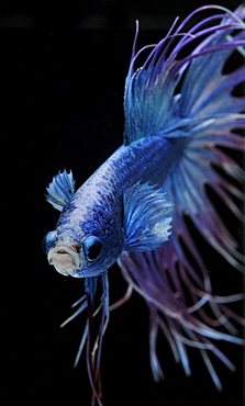 Siamese fighting fish (Betta splendens) male 'Crowntail Dragon'