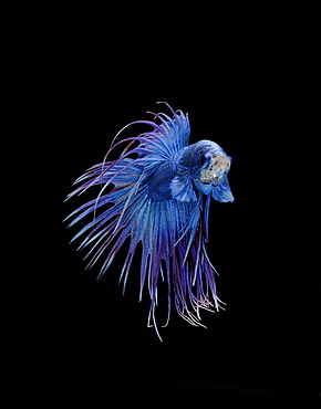 Siamese fighting fish (Betta splendens) male 'Crowntail Dragon'