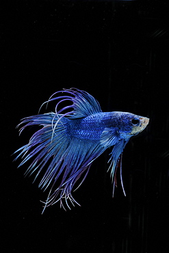 Siamese fighting fish (Betta splendens) male 'Crowntail Dragon'