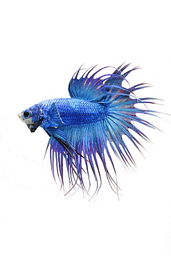 Siamese fighting fish (Betta splendens) male 'Crowntail Dragon'