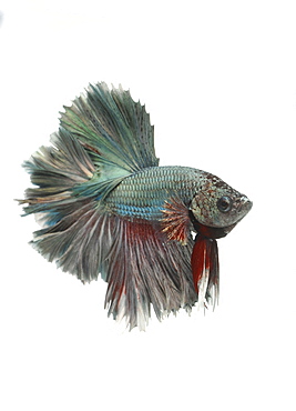 Siamese fighting fish (Betta splendens) 'Copper Metallic' male