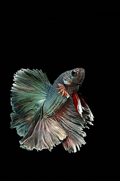 Siamese fighting fish (Betta splendens) 'Copper Metallic' male