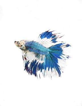 Siamese fighting fish (Betta splendens) 'Double Tail Butterfly' male