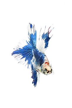 Siamese fighting fish (Betta splendens) 'Double Tail Butterfly' male