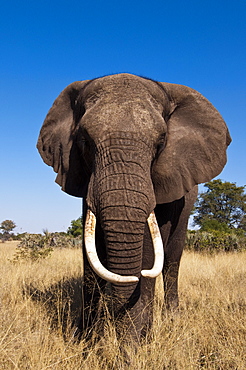 Elephant (Loxodonta africana), Abu Camp, Okavango Delta, Botswana