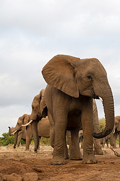 African elephant (Loxodonta africana), Mashatu Game Reserve, Botswana.