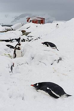 Gentoo penguin colony, Pygoscelis papua, at Petermann Island, Antarctica.