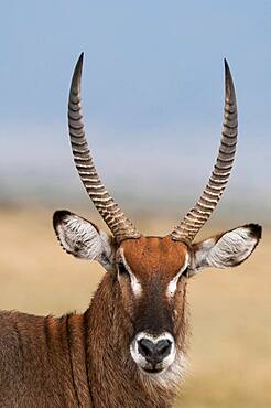 Waterbuck (Kobus ellipsiprymnus), Masai Mara, Kenya.